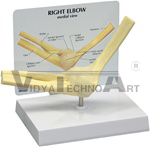 Basic Elbow Joint Model